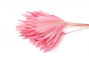 trockene-palme-mittel-12.
