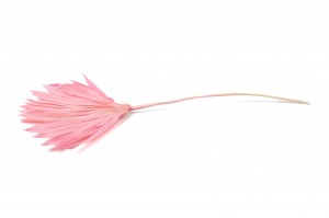 trockene-palme-mittel-12.