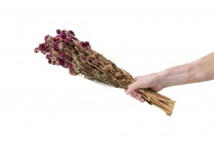 gomphrena-sec-26.