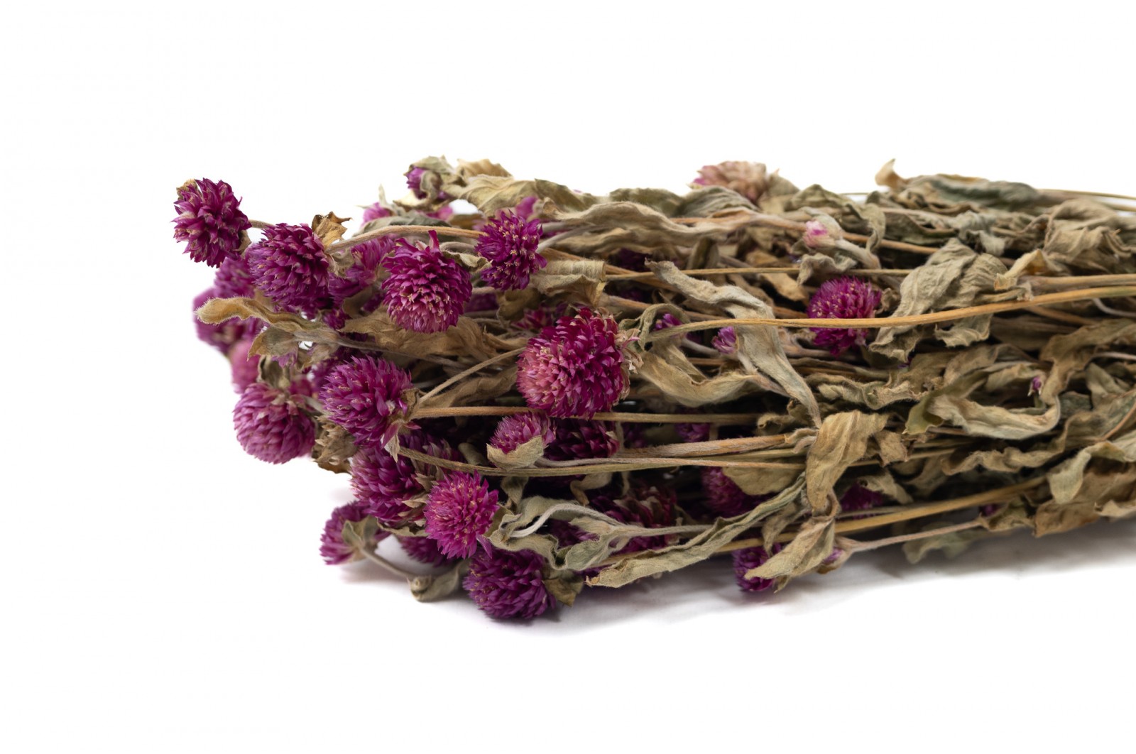 Gomphrena sec (26) gomphrena-sec-26