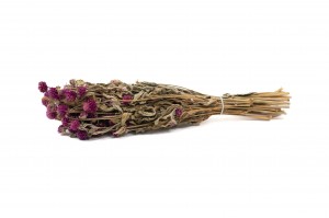 gomphrena-sec-26.