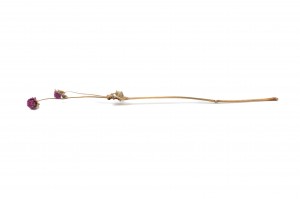 gomphrena-sec-26.