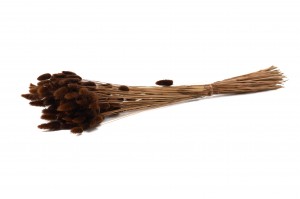 dried-lagurus12.