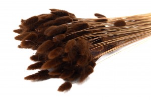 dried-lagurus12.