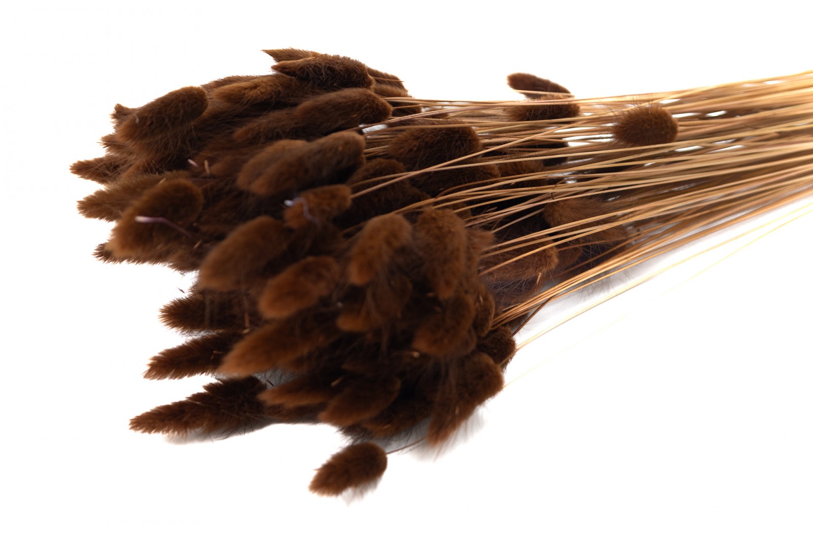 Dried lagurus (12) dried-lagurus12