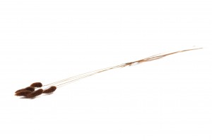 dried-lagurus12.
