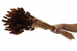 dried-lagurus12.