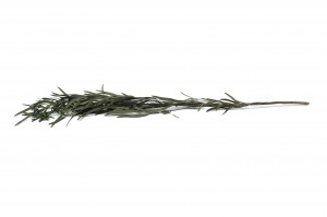 stabilisierte-eukalyptus-nicoly-35.