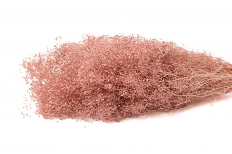 Gypsophile stabilisé ( 8 couleurs )