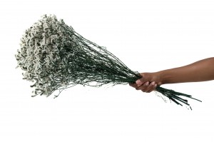 bluehender-limonium-stabilisiert-31.