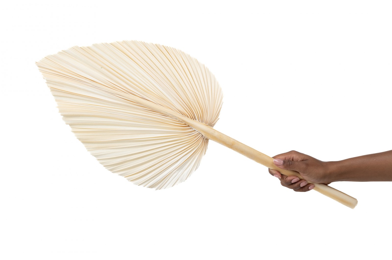 PHOCEALYS │Grande Palme sèche│vente aux pros│Grossiste en fleurs séchées