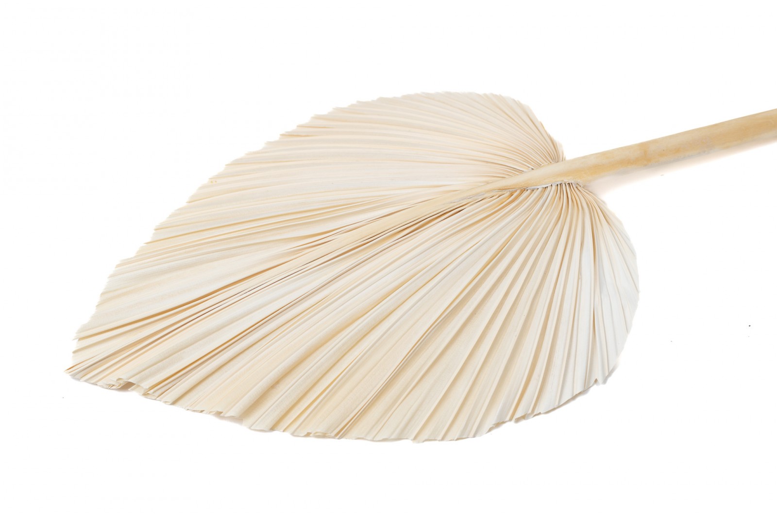 PHOCEALYS │Grande Palme sèche│vente aux pros│Grossiste en fleurs séchées