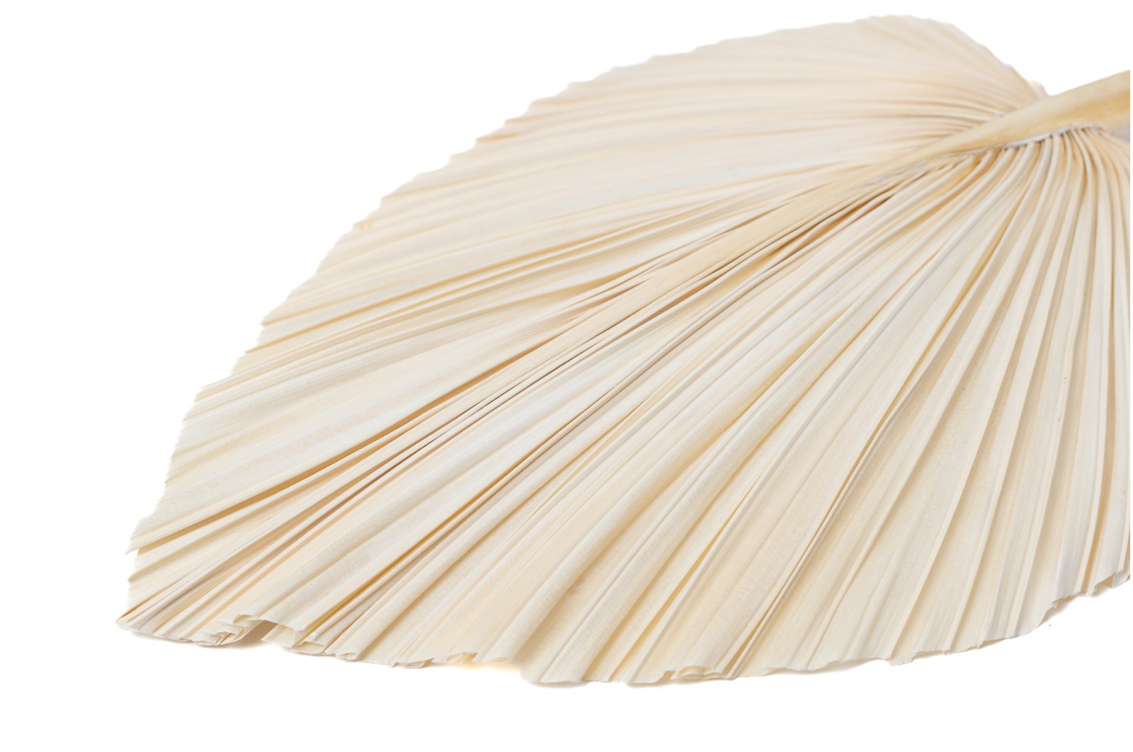 PHOCEALYS │Grande Palme sèche│vente aux pros│Grossiste en fleurs séchées