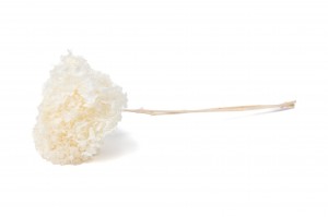 preserved-hydrangea-anna-31.