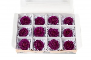 dahlia-stabilise-14.