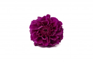 dahlia-stabilise-14.