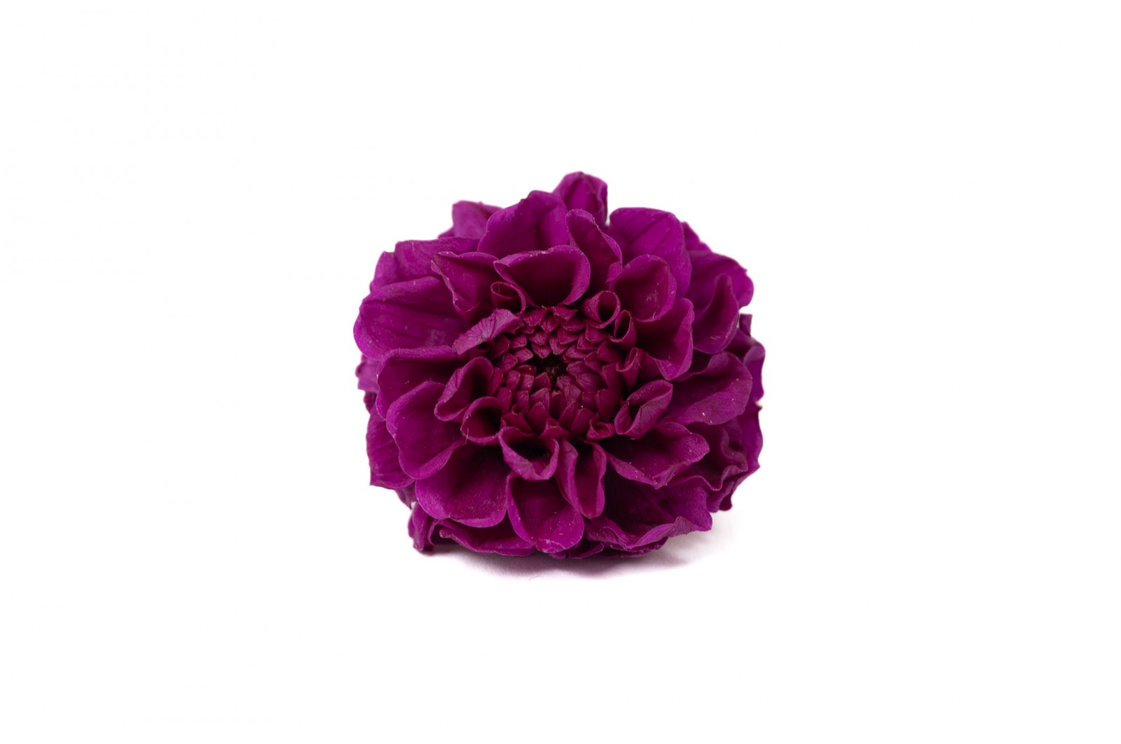 Dahlia stabilisé (14) dahlia-stabilise-14