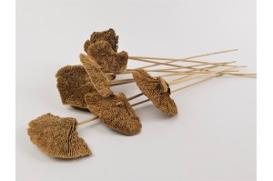 dried-mushroom-natural-10-pieces.