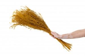 lepidium-stabilise-14.