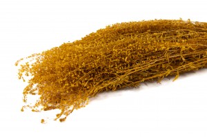 lepidium-stabilise-14.