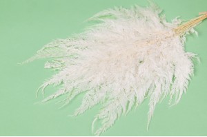 preserved-davalia-fern-31