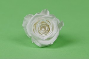 preserved-izumi-rose-30.