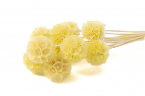 scabiosa-stabilisee-19.
