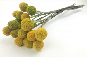 Preserved Craspedia yellow (6)