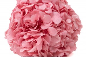 preserved-hydrangea-19