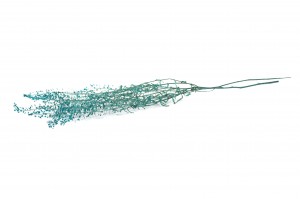 lepidium-stabilisiert-14.