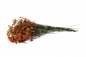 stabilisierter-limonium-14.