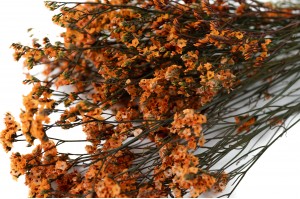 stabilisierter-limonium-14.