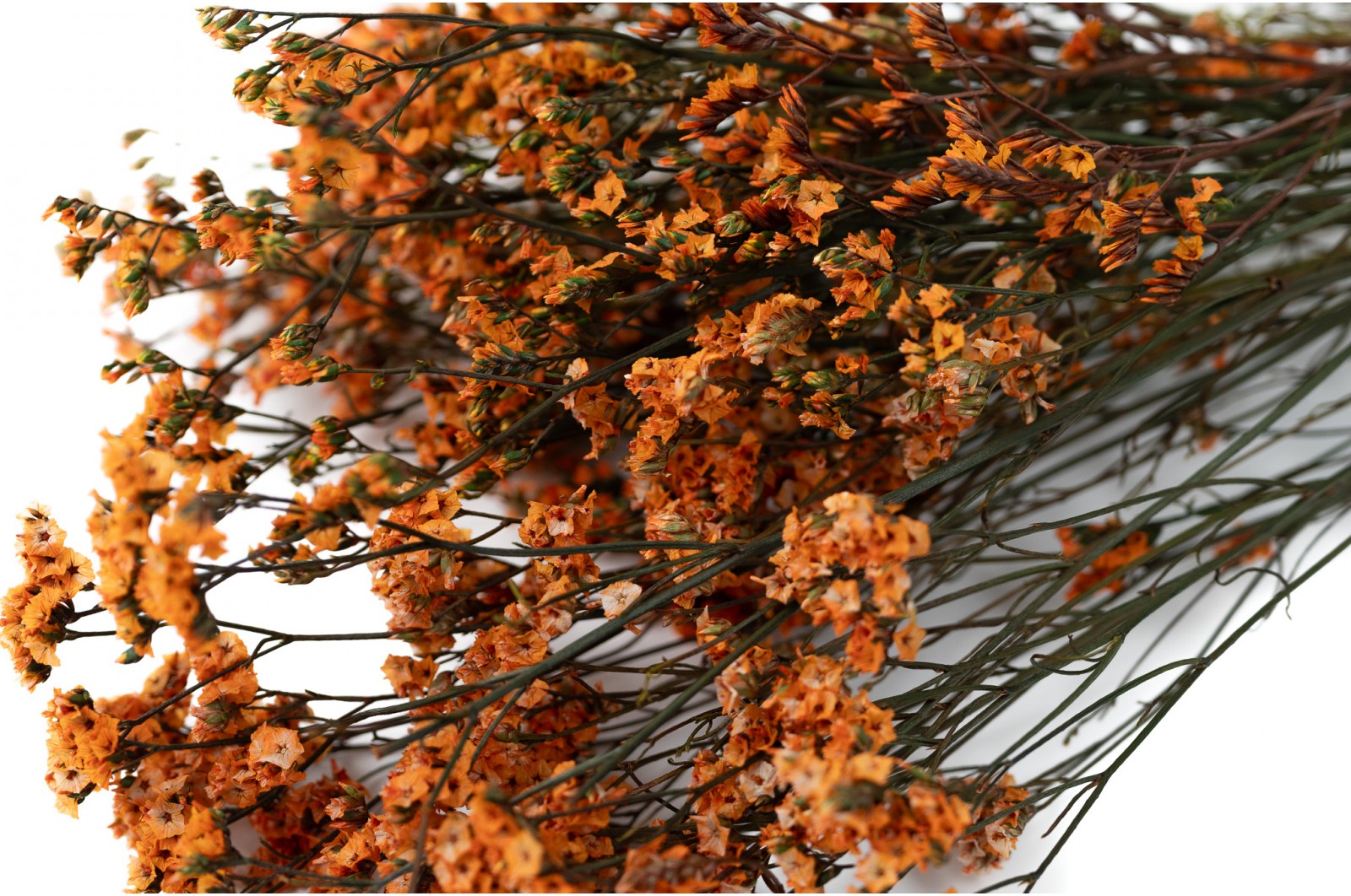 Stabilisierter Limonium (14) stabilisierter-limonium-14