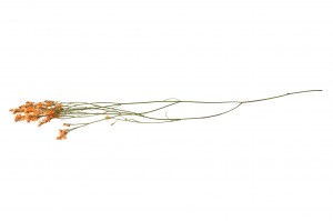 stabilisierter-limonium-14.