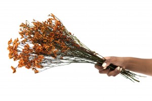 stabilisierter-limonium-14.