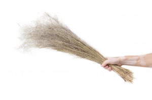 dried-agrostis-8.