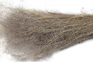dried-agrostis-8.