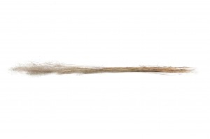 dried-agrostis-8.