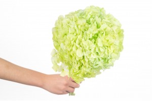 preserved-hydrangea-19.