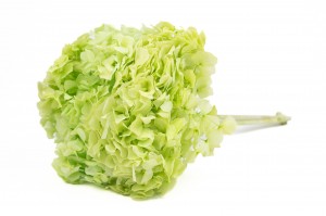 hortensia-stabilise-19.