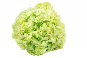 preserved-hydrangea-19.
