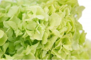 preserved-hydrangea-19.