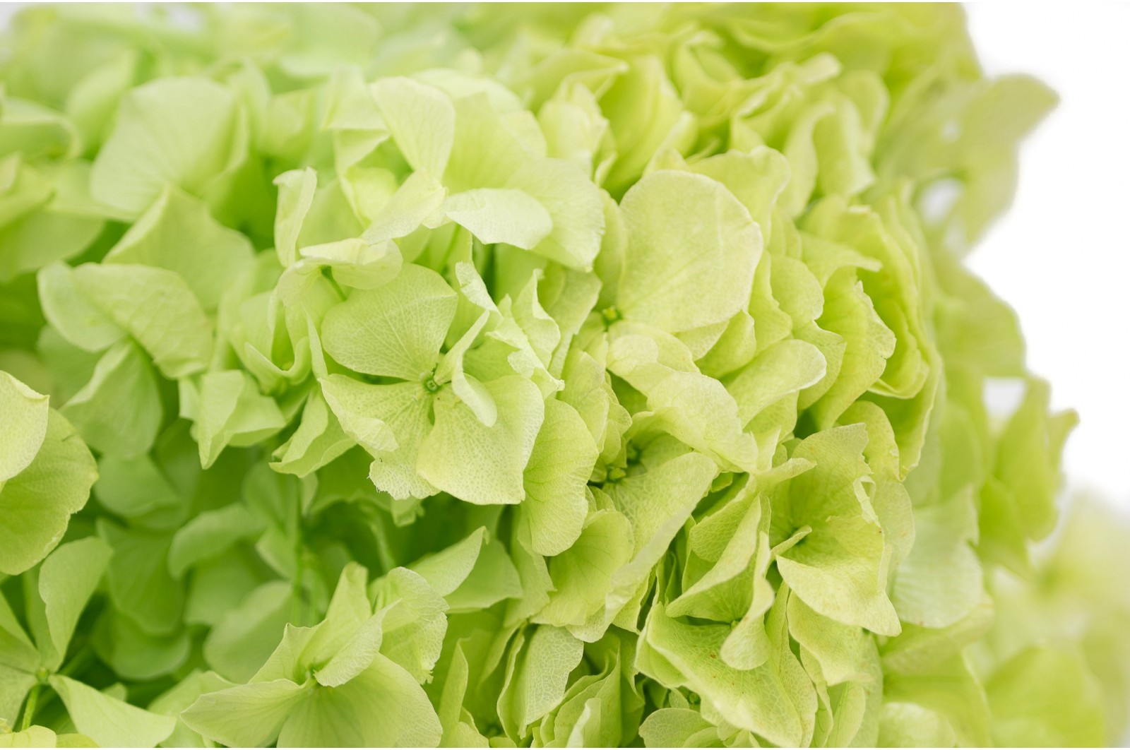 Preserved hydrangea (19) preserved-hydrangea-19