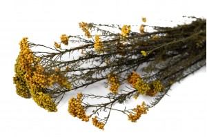 diosmirice-flower-35