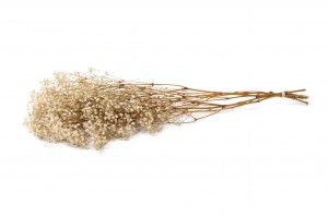 gypsophile-stabilise-37.