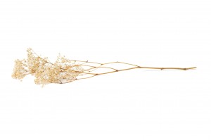 preserved-gypsophila-37.