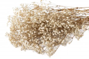 gypsophile-stabilise-37