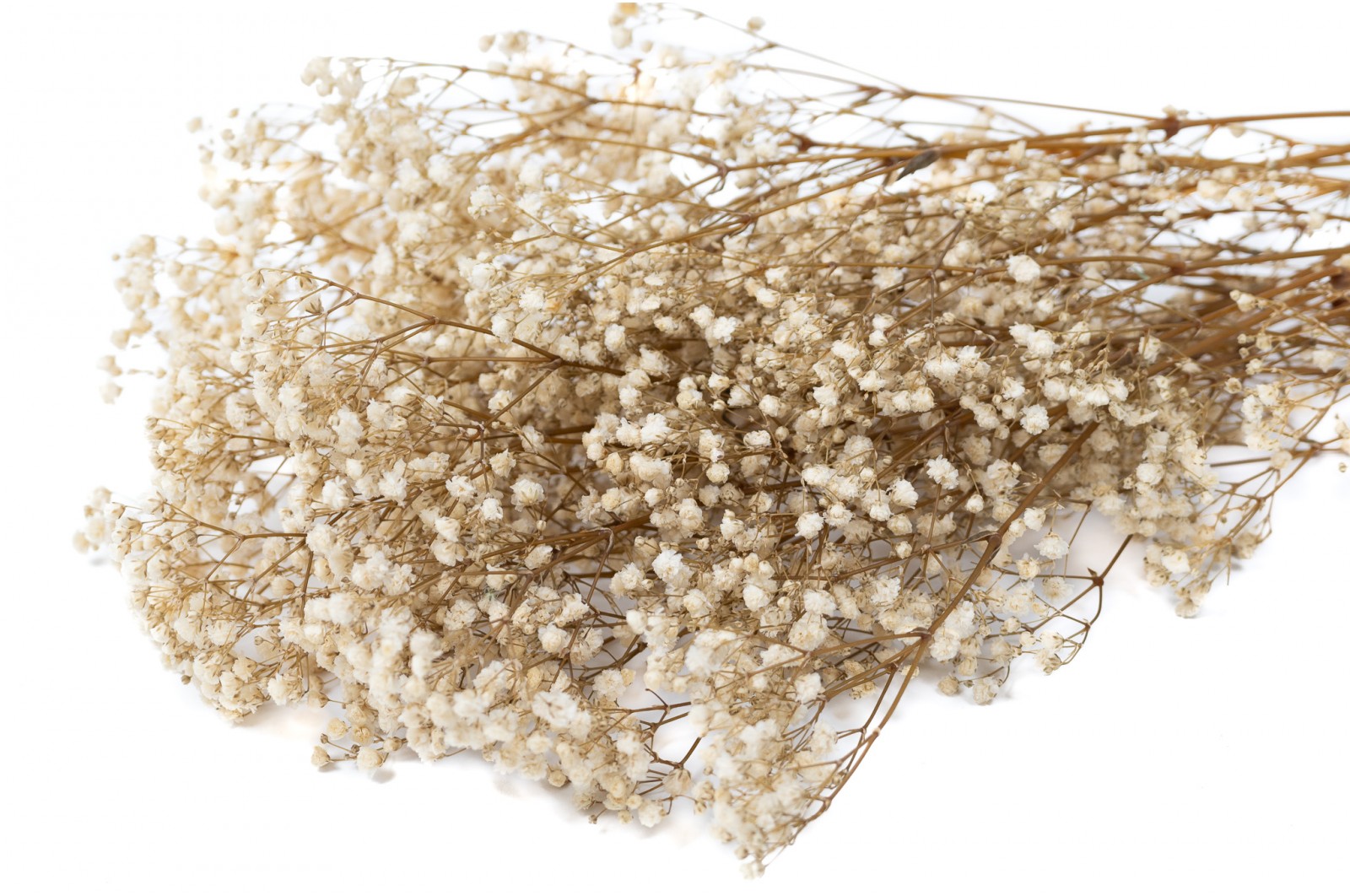 Preserved Gypsophila (37) preserved-gypsophila-37