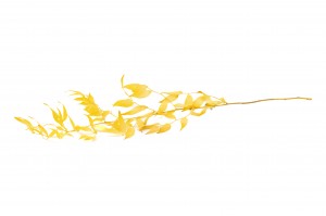 ruscus-stabilise-6.