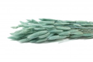 getrockenete-lagurus-8.